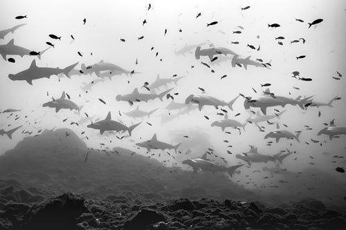 A moment of Stillness