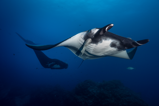 Giant Manta