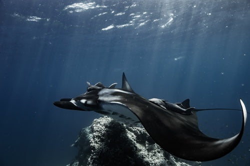 Las Remoras en la Reina