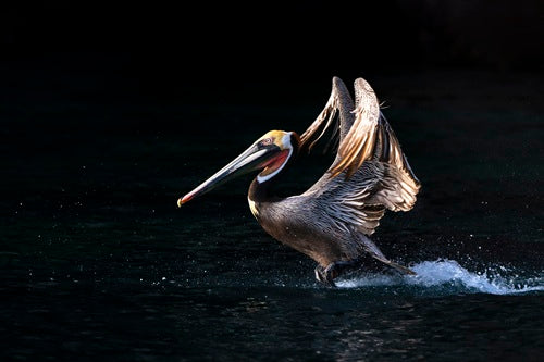 Pelican Landing
