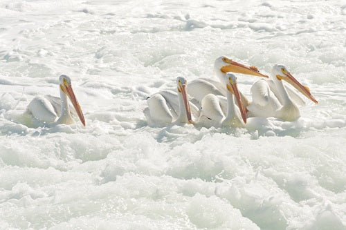 White Pelicans in Guerrero Negro
