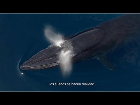 Donativo - Mar de Cortés