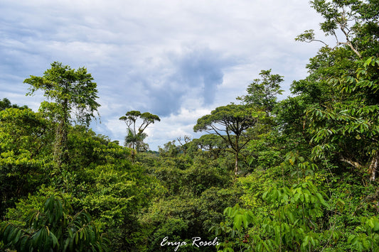 Selva Lluviosa Costa Rica