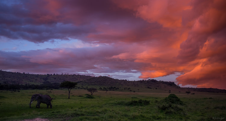 Elefante en el Atardecer - Fotoplaneta