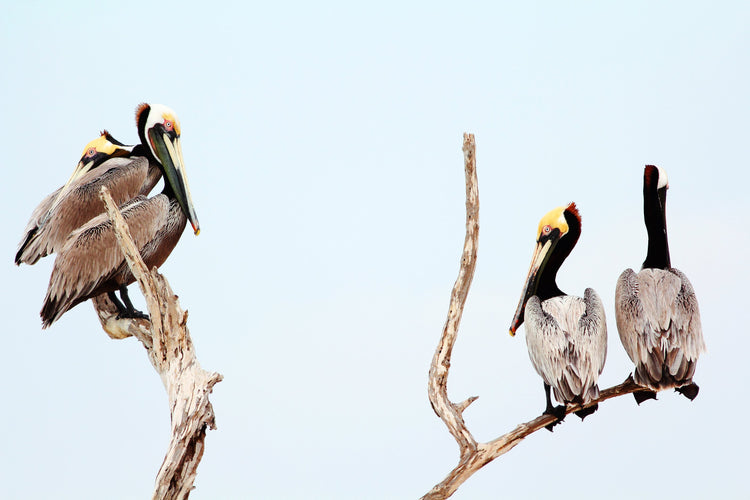 Cuarteto de Pelícanos - Fotoplaneta