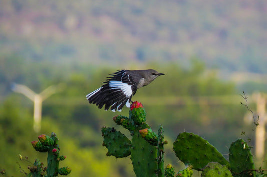 Cenzontle en Tuna Jalisco