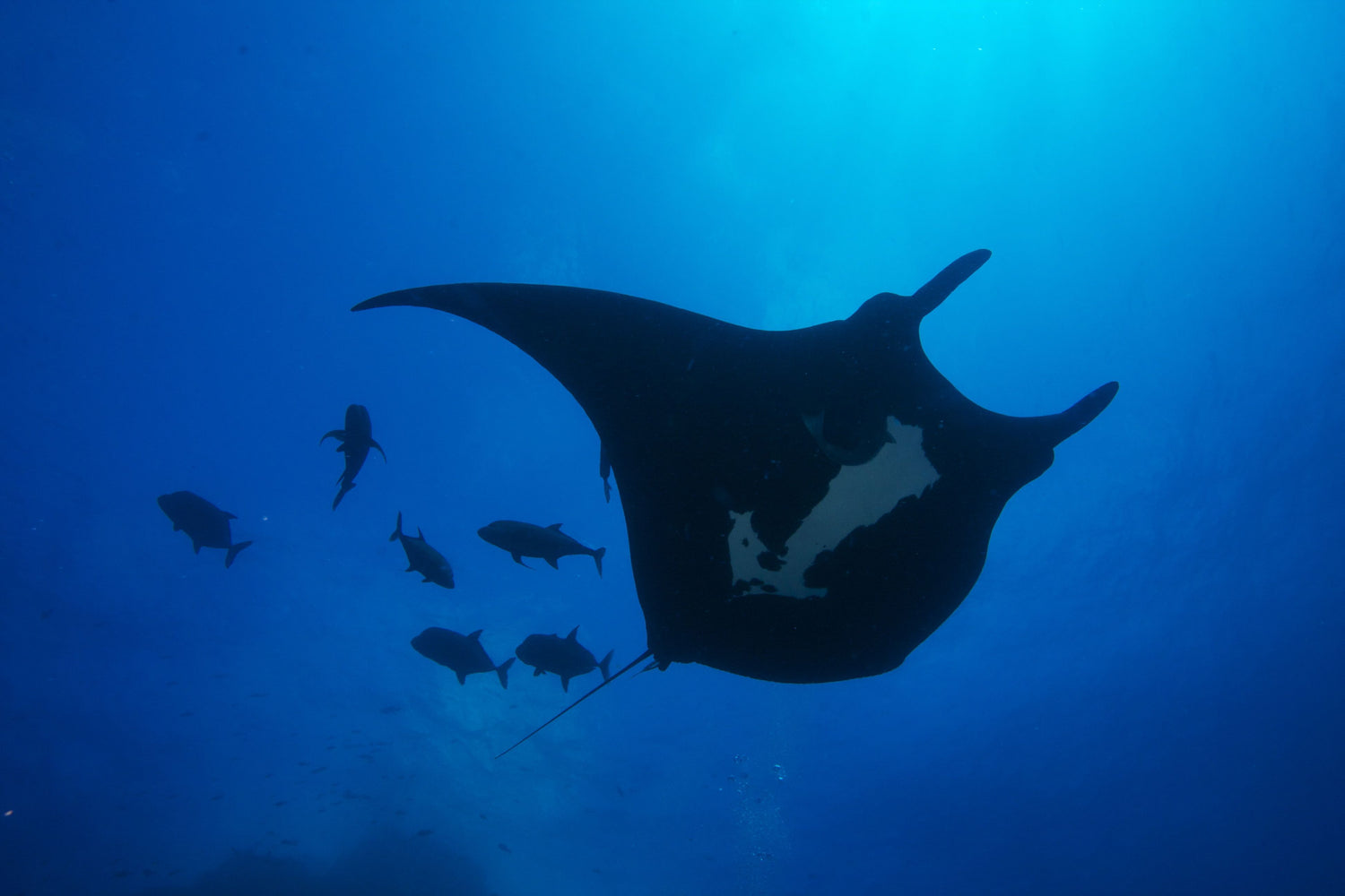 manta gigante Revillagigedo