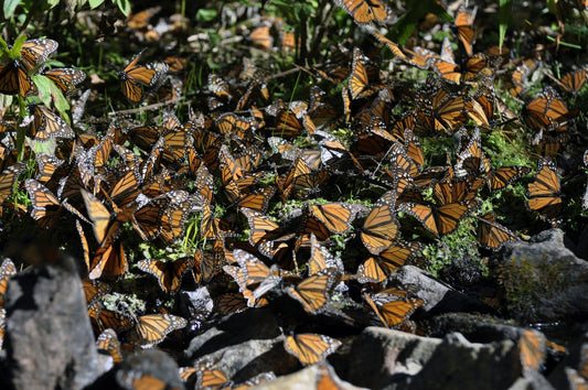 El Sonido de las Mariposas - Fotoplaneta