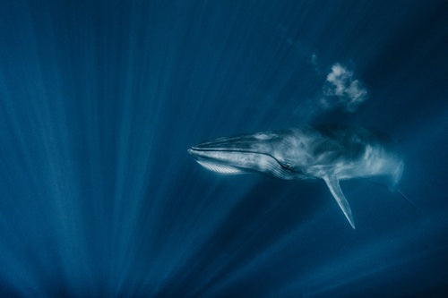 Bahia Magdalena Bryden Whale