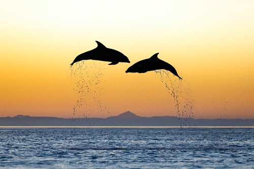 Bottlenose Dolphins Jumping at Sunset