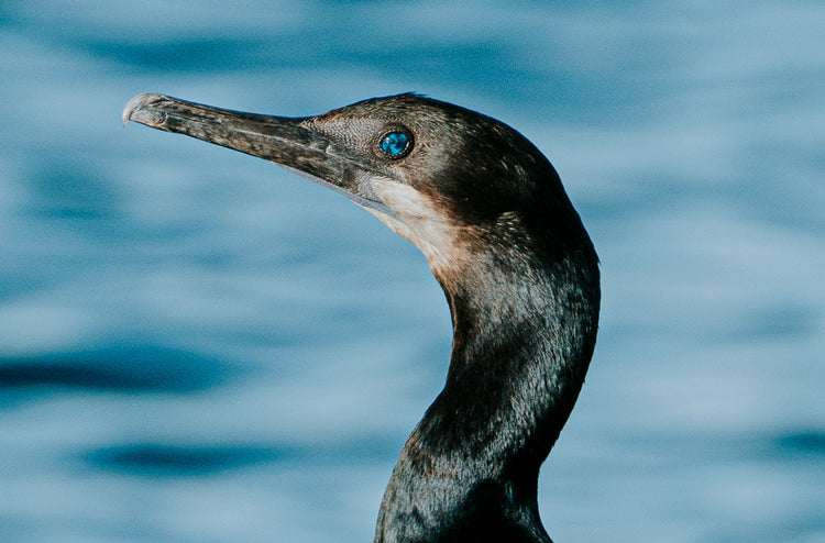 Cormoran