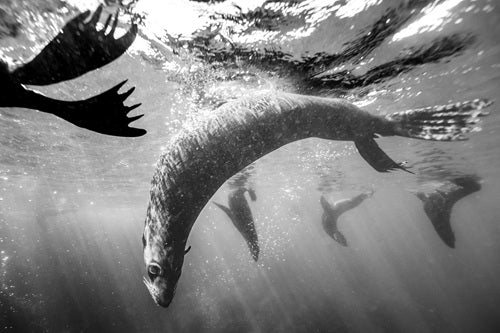 Fur Seal Ballet