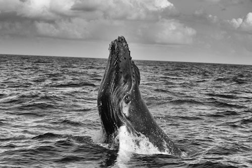 Humpback Whales