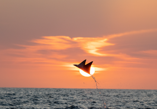 Sunset Jump