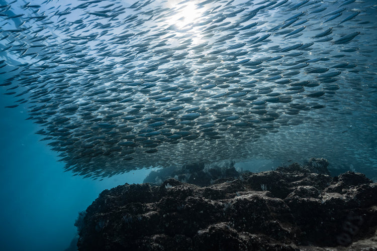 Sardinas