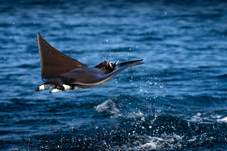 Flying mobula