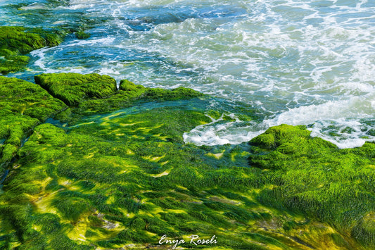 Verdino entre Mar y Alga