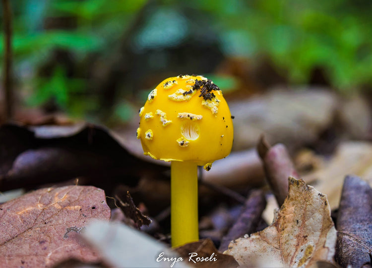 Hongo Amarillo Especie Amanita