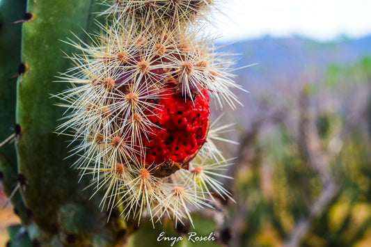 Pitaya Roja