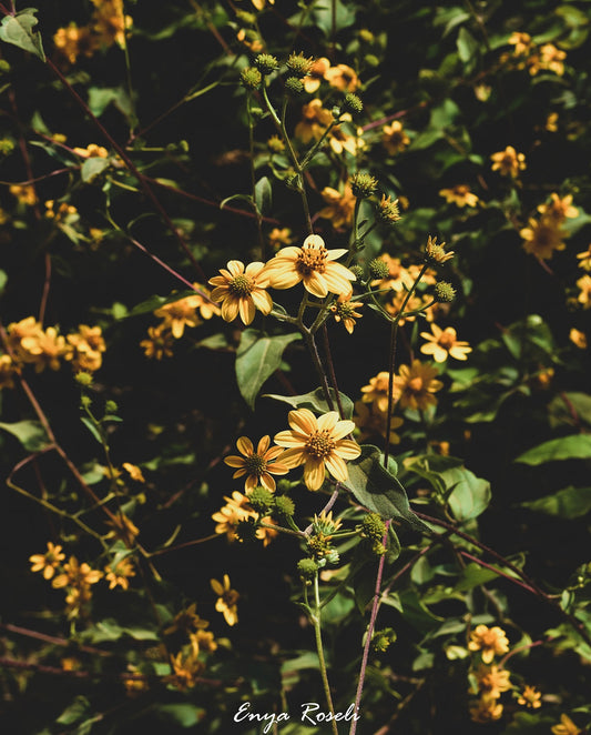 Flores de Noviembre