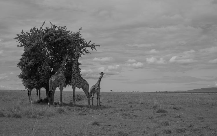 Jirafas en la Sabana - Fotoplaneta