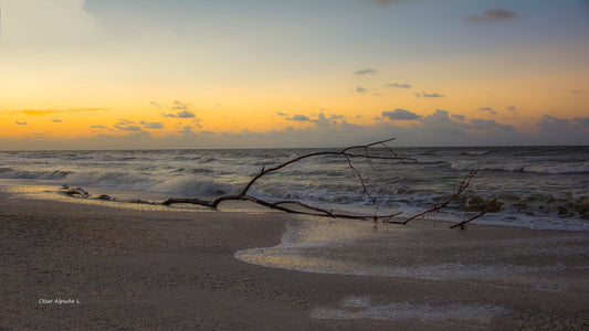 El Árbol y el Mar