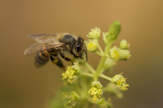 Abeja Europea - Fotoplaneta