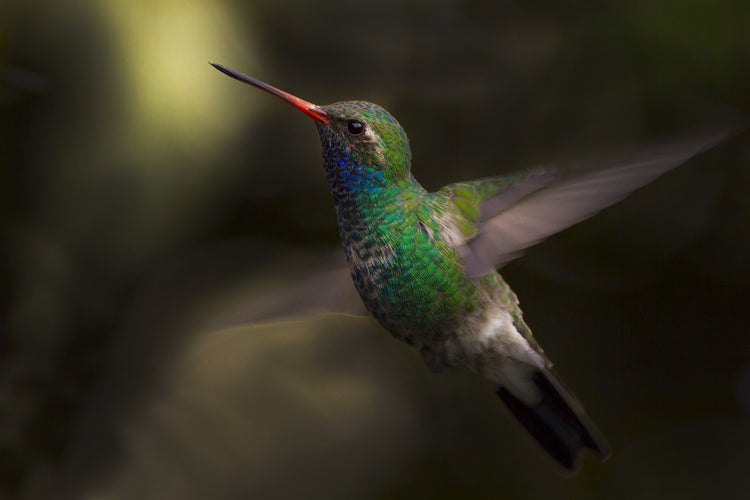 Colibrí pico Ancho - Fotoplaneta