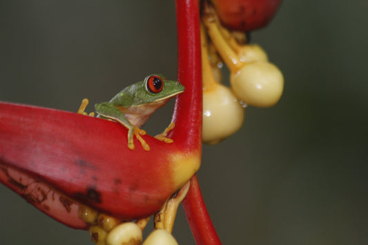 Ojos Rojos - Fotoplaneta