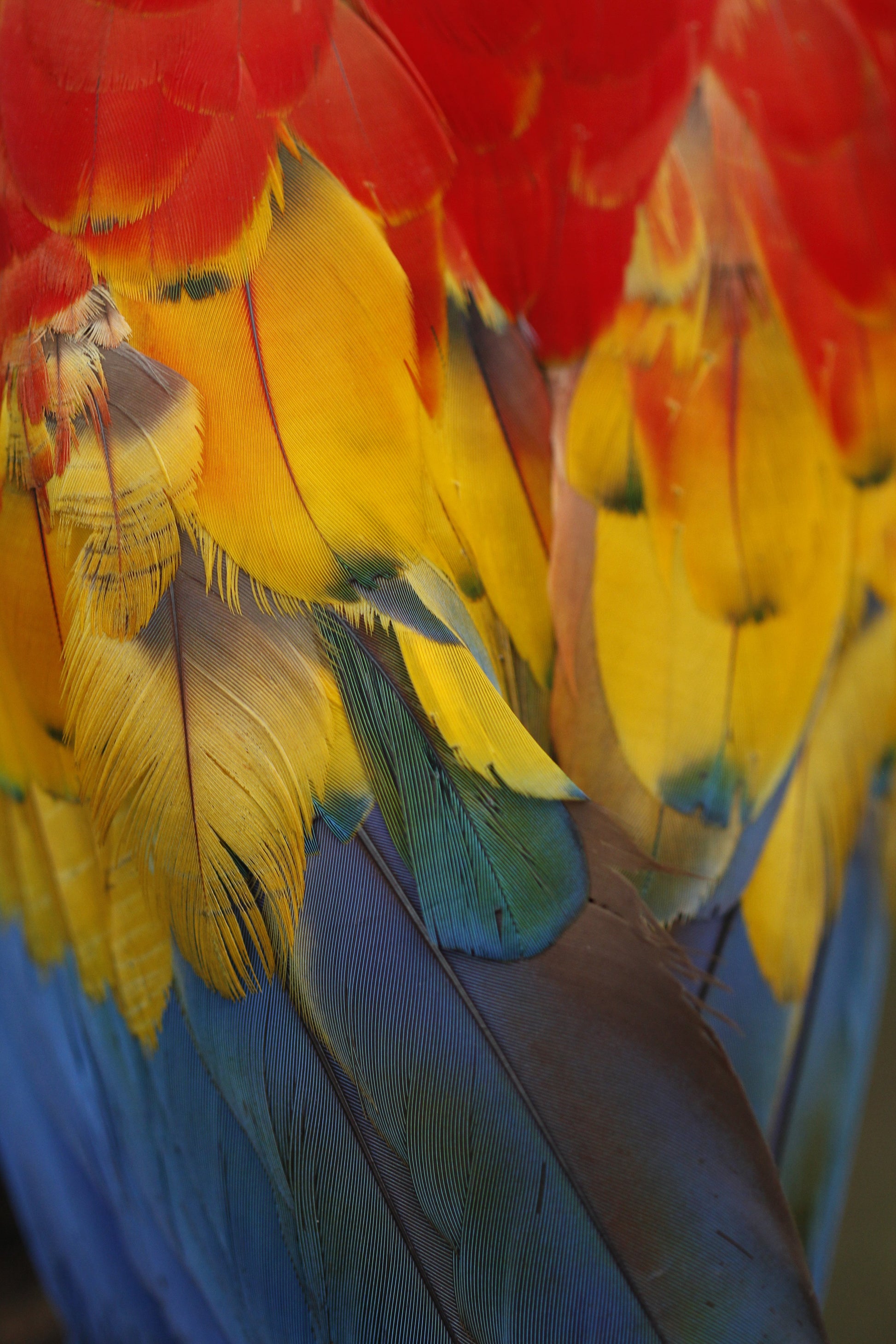 Plumas y Colores - Fotoplaneta