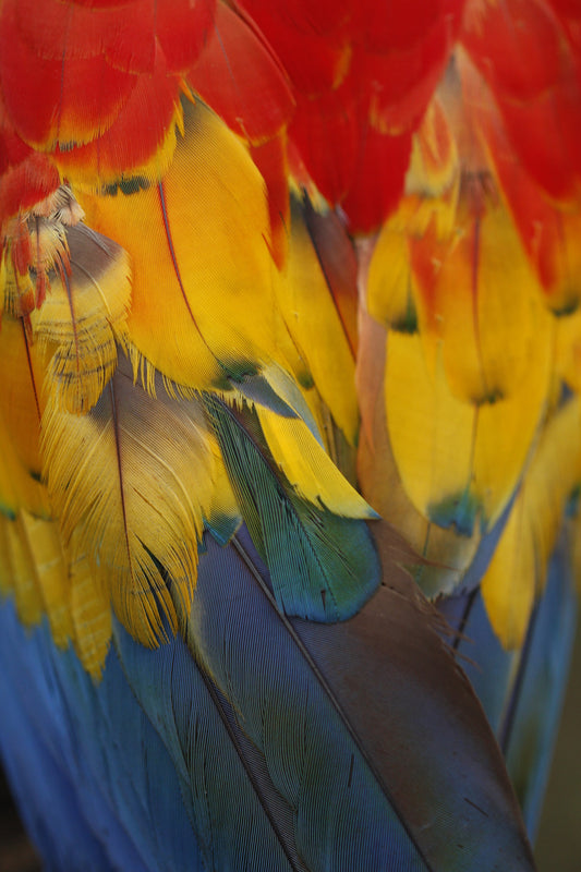 Plumas y Colores - Fotoplaneta