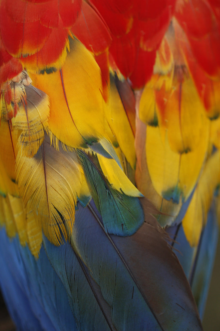 Plumas y Colores - Fotoplaneta