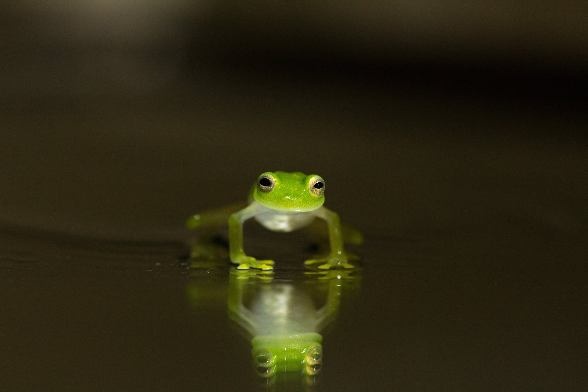 Rana Cristal - Fotoplaneta