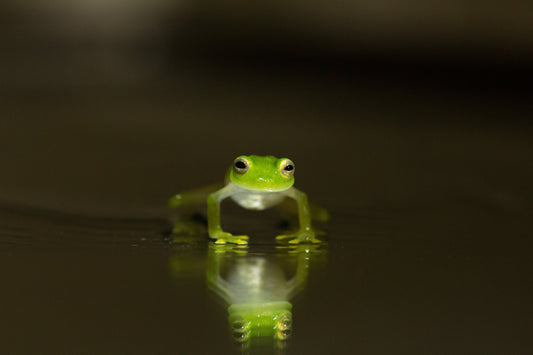 Rana Cristal - Fotoplaneta