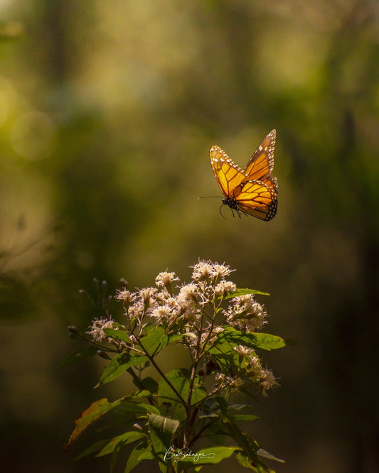 Mariposa Monarca - Fotoplaneta