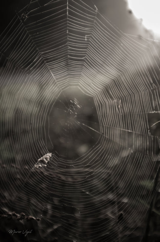 Telaraña - Fotoplaneta