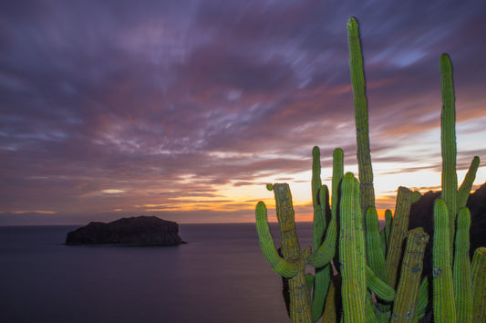 Mar de Cortés