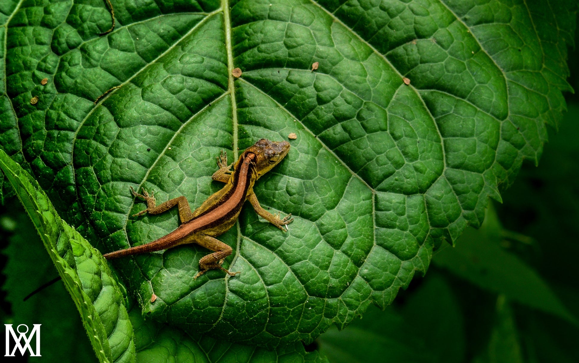 Anolis - Fotoplaneta