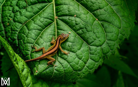 Anolis - Fotoplaneta