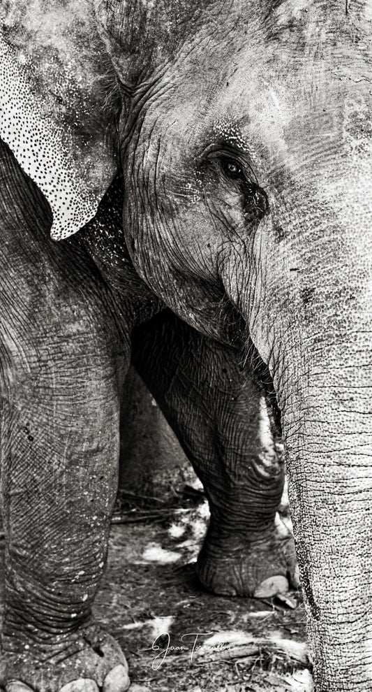 Elephant - Fotoplaneta