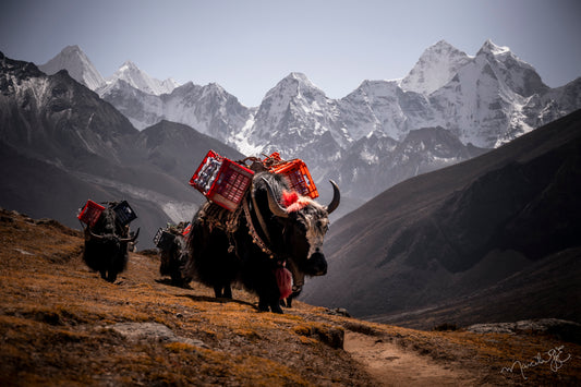 Yaks
