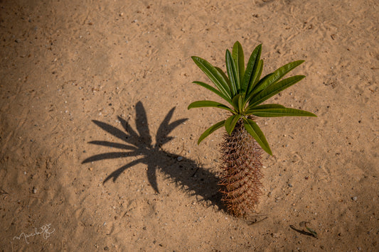 Sombras desérticas