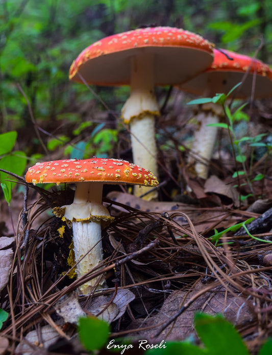 Amanita Muscaria