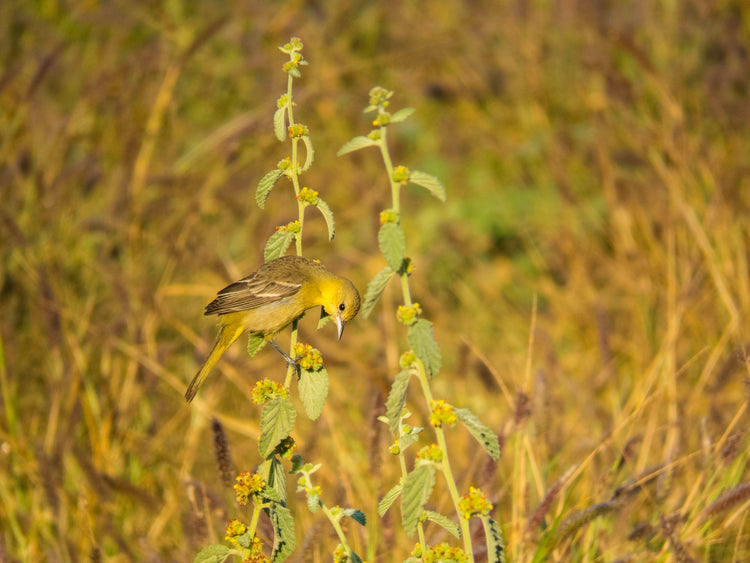 Icterus Pastizal