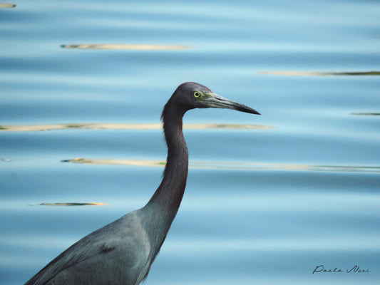 Garza Azul