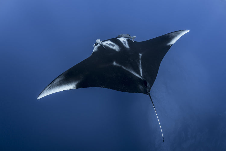 Manta Gigante en Isla Socorro - Fotoplaneta