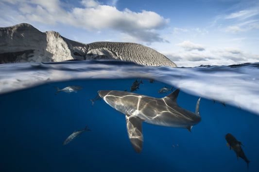 Tiburón Sedoso en San Benedicto - Fotoplaneta