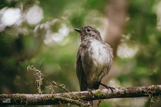 Plumas Salvajes - Fotoplaneta