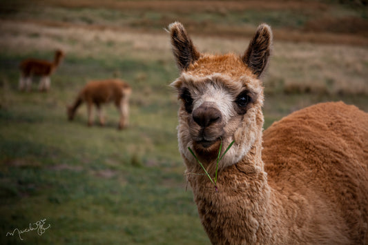 Llama