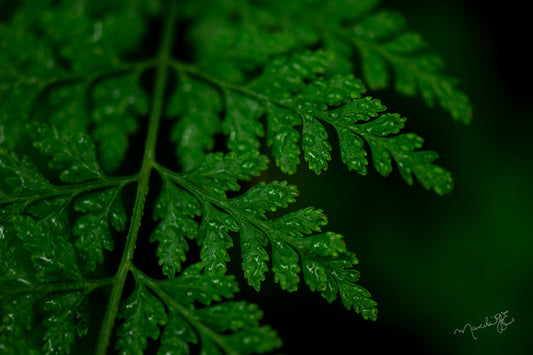 Plantas del Bosque